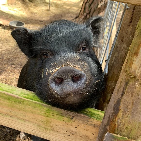 ❤Southern Oaks Sanctuary-All Sales Support our Non-Profit❤ - Picture 5 of 16